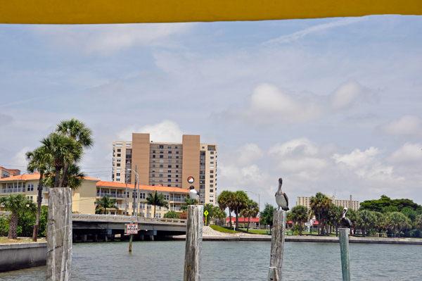 pelicans and water